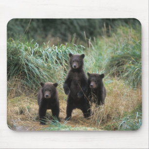 Tapis De Souris ours brun, Ursus arctos, grizzly, Ursus 7