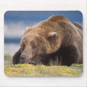 Tapis De Souris ours brun, Ursus arctos, grizzly, Ursus 8