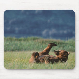 Tapis De Souris Ours bruns en train de jouer, Ursus arctos, Alaska