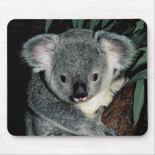 Tapis De Souris Ours de koala mignon