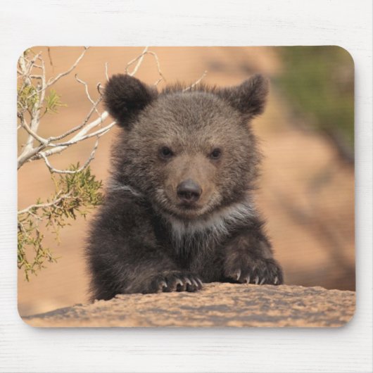 Tapis De Souris Ours gris CUB (Devant)