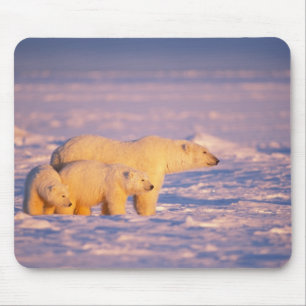 Tapis De Souris Ours polaire femelle avec des oursons de printemps