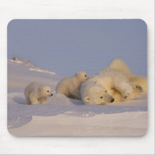 Tapis De Souris ours polaire, Ursus maritimus, femelle jouant