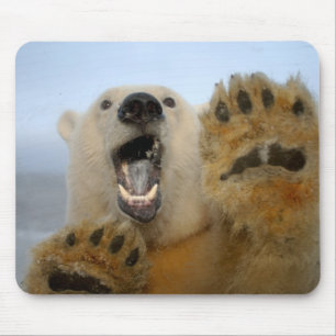 Tapis De Souris ours polaire, Ursus maritimus, regarde curieusemen