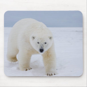 Tapis De Souris ours polaire, Ursus maritimus, sur glace et neige,