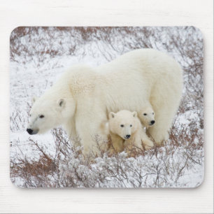 Tapis De Souris Ours polaires femelle et deux oursons