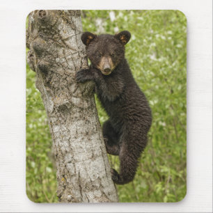 Tapis De Souris Ourson noir dans un arbre