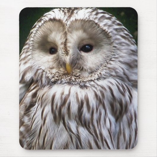 TAPIS DE SOURIS OWLS (Devant)