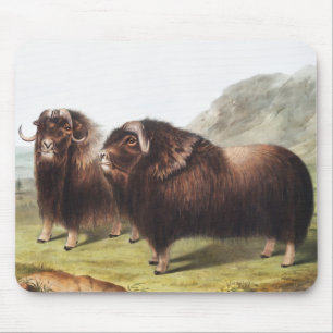 Tapis De Souris Ox musqué (Ovibos moschatus)