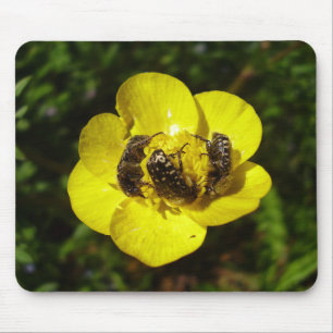 Tapis De Souris Oxythyrea Funesta Beetles Mouse Mat