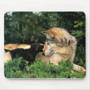 Tapis De Souris p-Wolves_Bay_Street_Cal2001