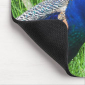 Tapis De Souris Pacock (Coin)
