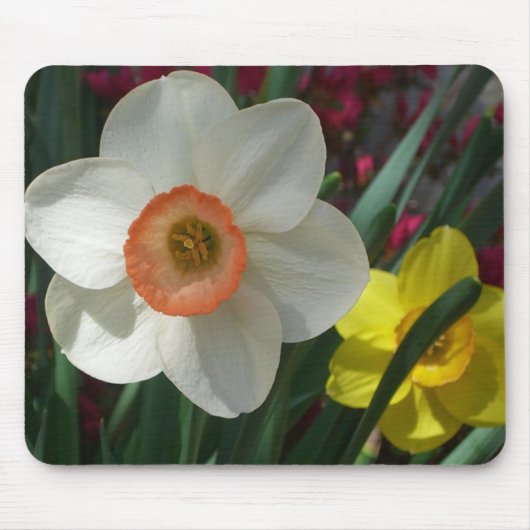 Tapis De Souris Pair of Daffodils Pink and Yellow Spring Flowers (Devant)