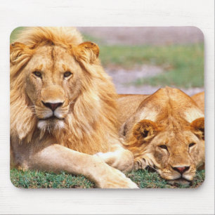 Tapis De Souris Paire de lions africains, Panthera leo, Tanzanie
