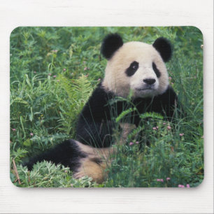 Tapis De Souris Panda géant dans l'herbe, vallée de Wolong, Sichua