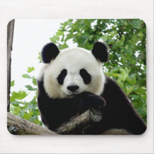 Tapis de souris Panda Géant Magnifique