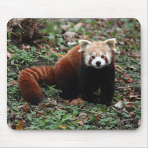 Tapis De Souris Panda rouge