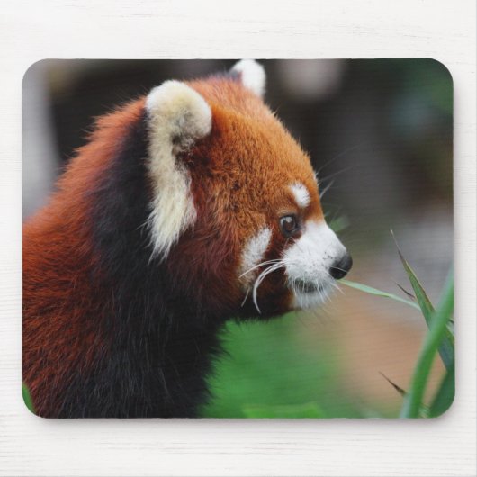 Tapis De Souris Panda rouge (Devant)