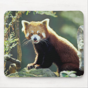 Tapis De Souris Panda roux Ailurus fulgens)