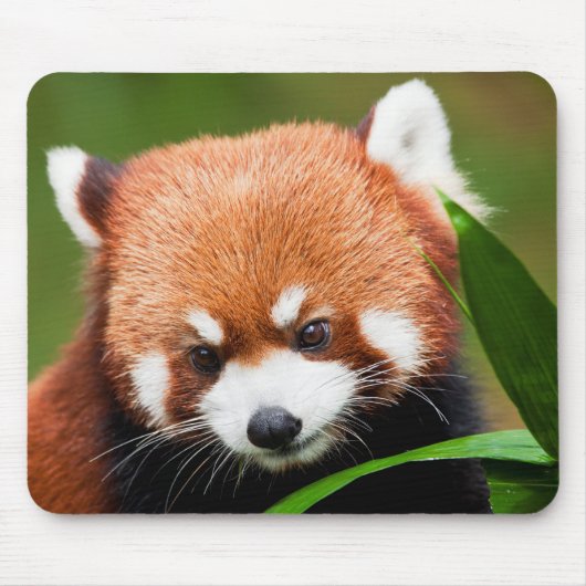Tapis De Souris Panda roux mignon (Devant)