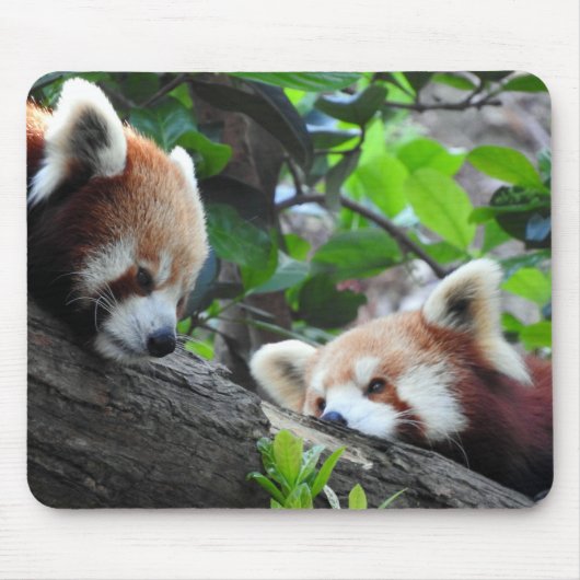 Tapis De Souris Pandas rouges (Devant)