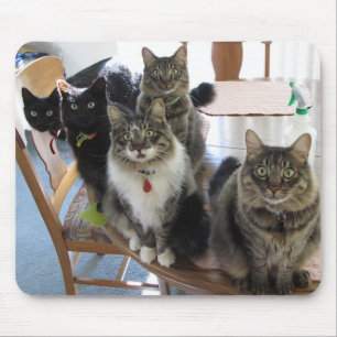 Tapis De Souris Panier de souris de la bande de chat