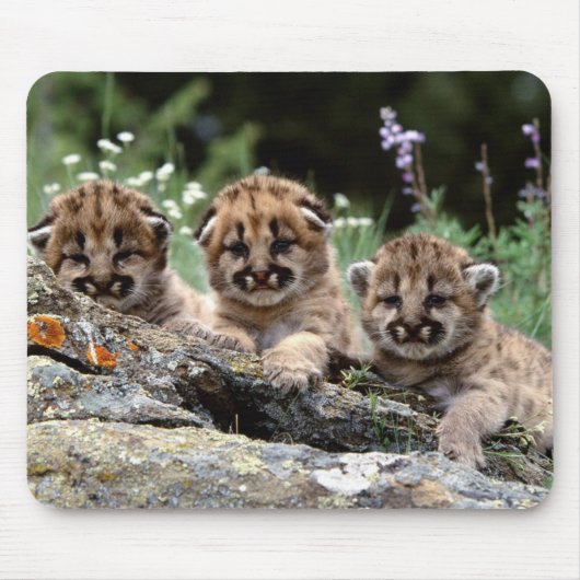 Tapis De Souris Panier de souris Lion Cubs Mountain (Devant)