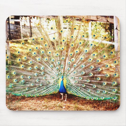 Tapis De Souris Panier de souris Peacock (Devant)
