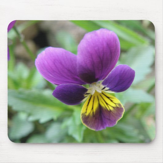 Tapis De Souris Pansy Mousepad (Devant)