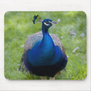 Tapis De Souris Paon masculin (cristatus de Pavo)