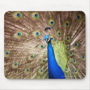 Tapis De Souris Paon montrant le plumage