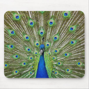 Tapis De Souris Paon montrant ses plumes