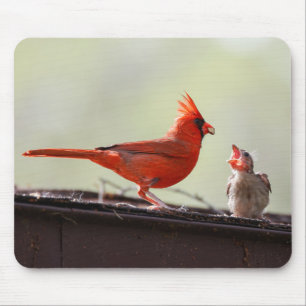Tapis De Souris Papa et Baby Cardinal 1