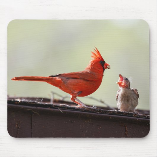 Tapis De Souris Papa et Baby Cardinal 1 (Devant)