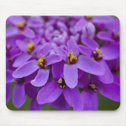 Tapis De Souris Papier souris Fleur sauvage violet (Devant)