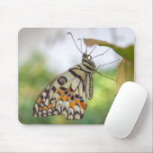 Tapis De Souris Papilio demoleus (Avec souris)