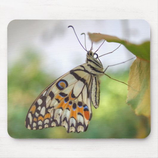 Tapis De Souris Papilio demoleus (Devant)