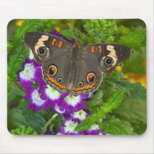 Tapis De Souris Papilio polyxenes