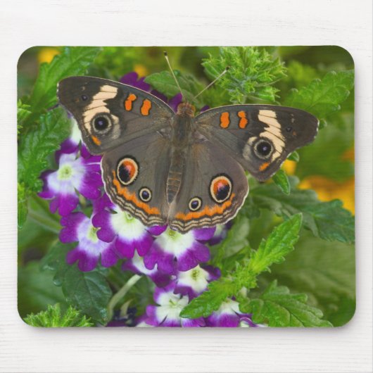 Tapis De Souris Papilio polyxenes (Devant)