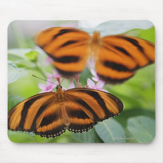 Tapis De Souris Papillon à longue aile Zebra 2 (Devant)