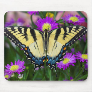 Tapis De Souris Papillon à queue d'hirondelle sur marguerite