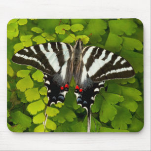 Tapis De Souris Papillon américain à queue d'hirondelle