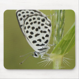 Tapis De Souris Papillon blanc repéré se reposant sur la tige