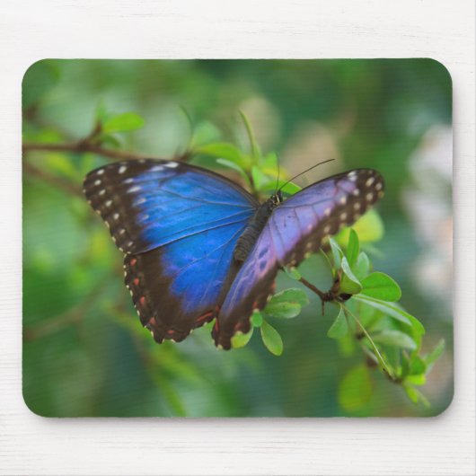Tapis De Souris Papillon bleu de Morpho (Devant)