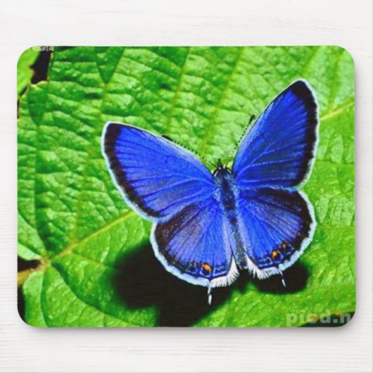 Tapis De Souris Papillon bleu Mousepad (Devant)