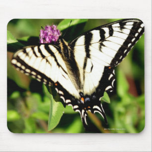 Tapis De Souris Papillon de machaon de tigre. Papilio glacus.