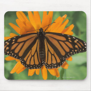 Tapis De Souris Papillon de monarque (plexippus de Danaus) sur le