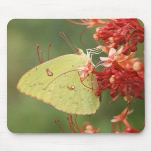 Tapis De Souris Papillon de soufre sans nuages