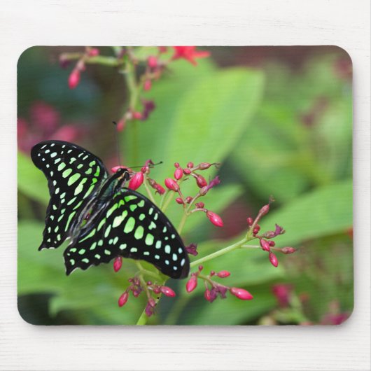 Tapis De Souris Papillon Jay (Devant)