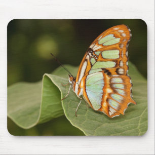 Tapis De Souris Papillon malachite perché sur une feuille